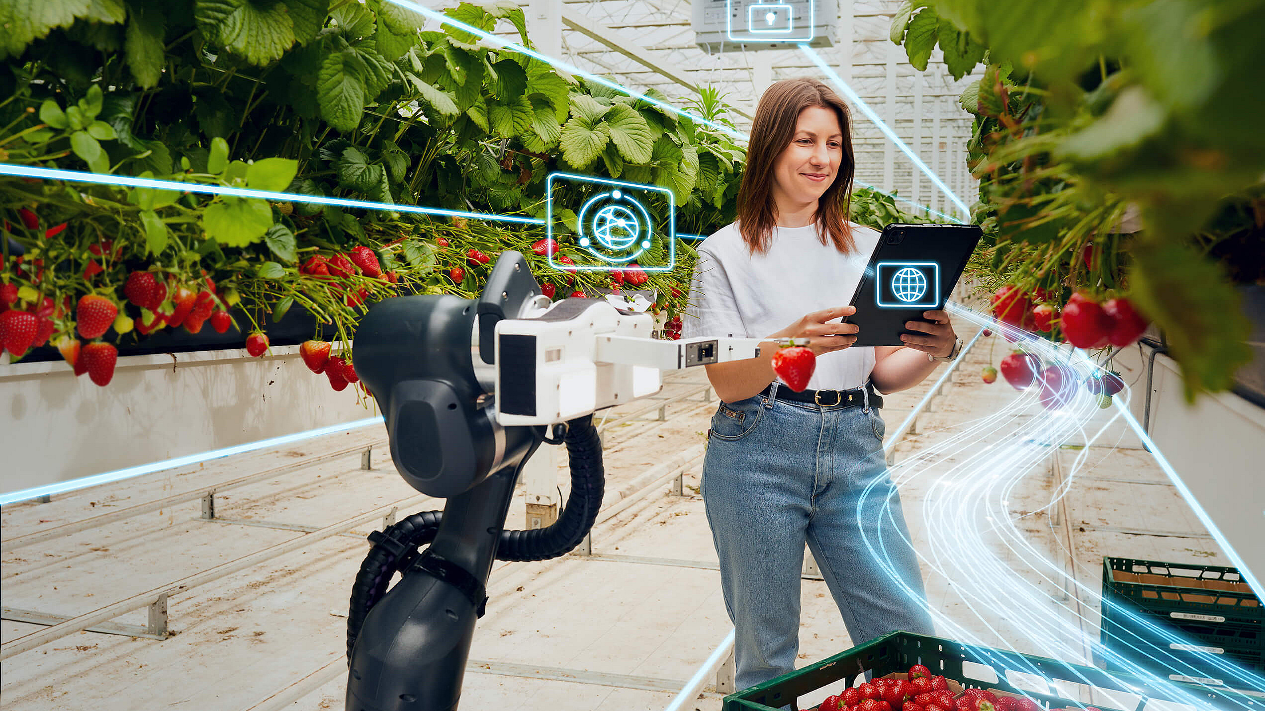 Eine Frau steht in einer Halle in welcher Erdbeerpflanzen gez&uuml;chtet werden. Sie h&auml;lt ein Tablett in der Hand von dem aus ein blauer Stream heraus zum Rand des Bildes f&uuml;hrt. Er soll die schnelle Internetverbindung visualisieren. 