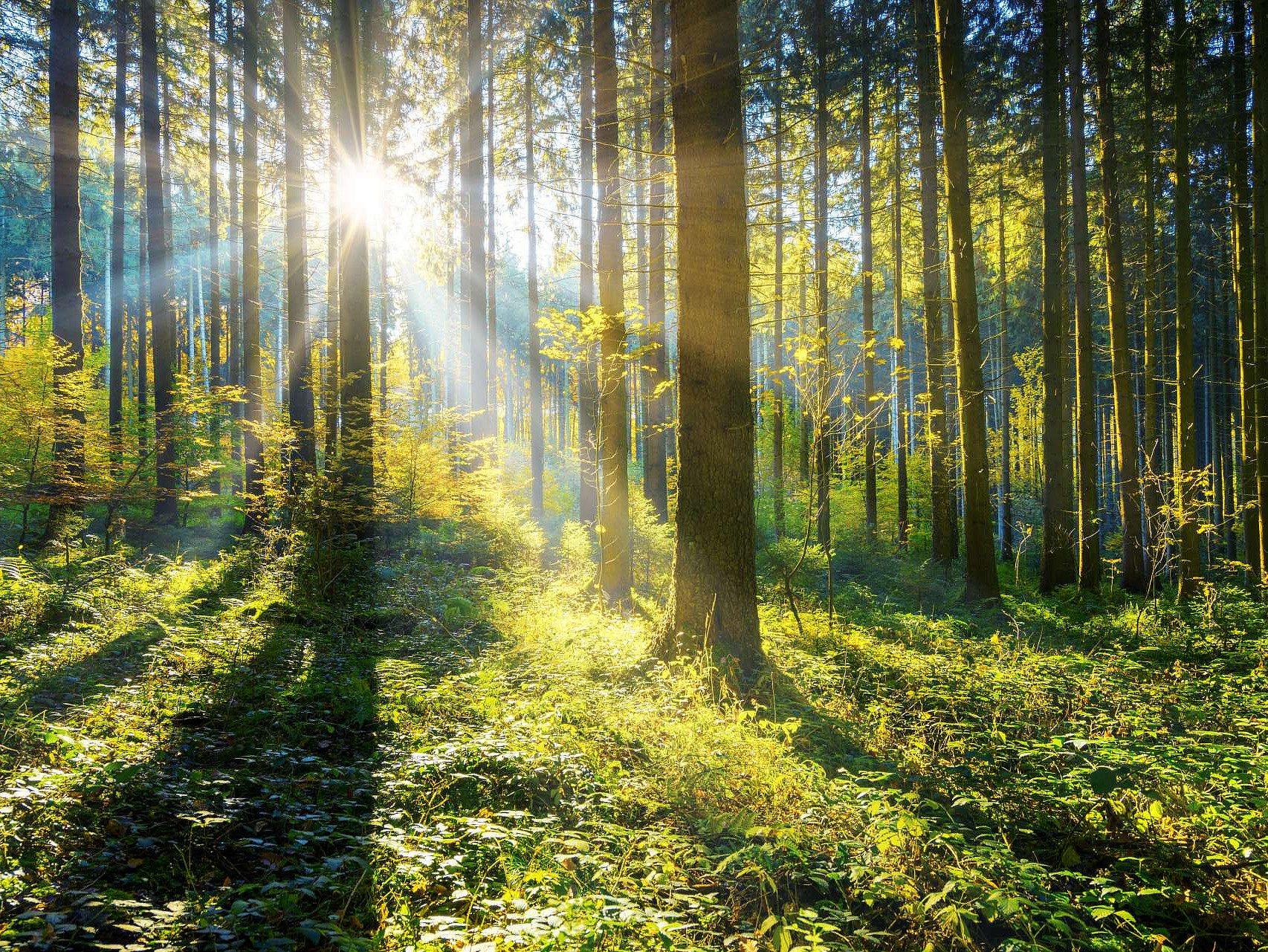 Symbolbild Wald mit durchschimmernden Sonnenstrahlen