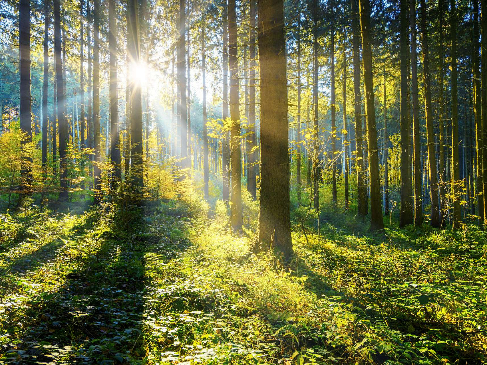 Symbolbild Wald mit durchschimmernden Sonnenstrahlen