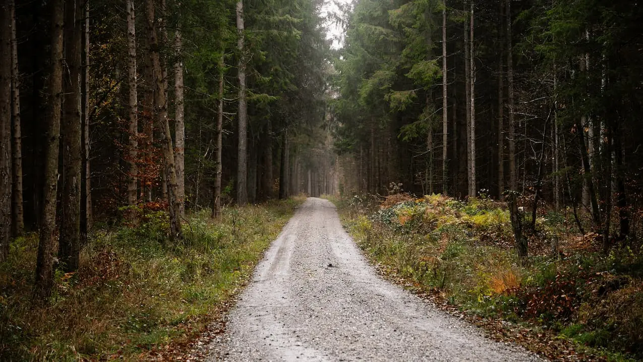 Auf dem Bild ist ein Waldweg zu sehen.