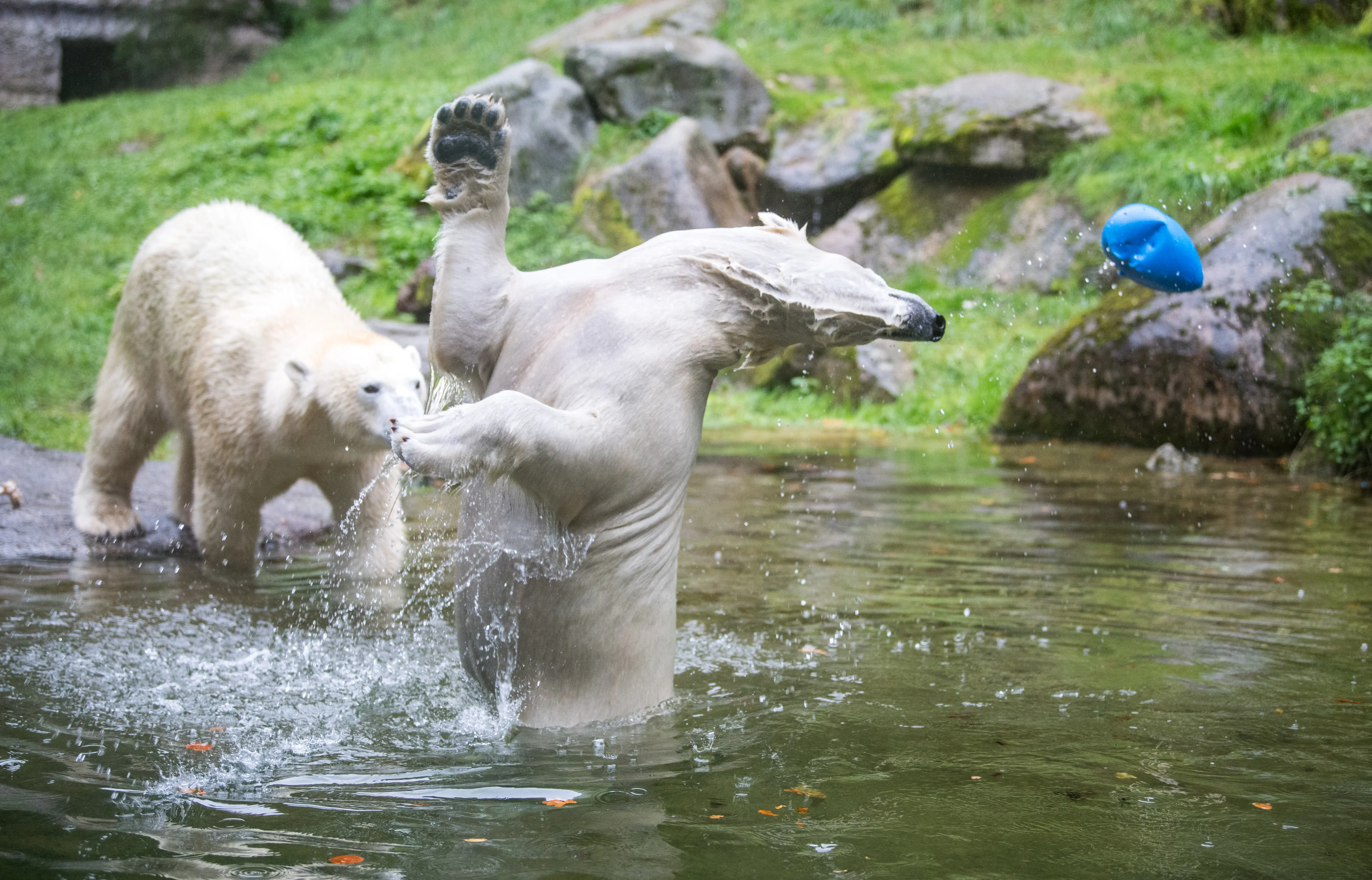 tierpark hellabrunn, pressetermin, vorstellung, eisbär, weibchen, NANOOK, NUNA
